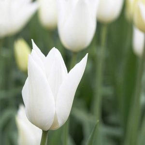 White_Triumphator_tulipan