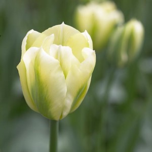 spring_green_tulipan