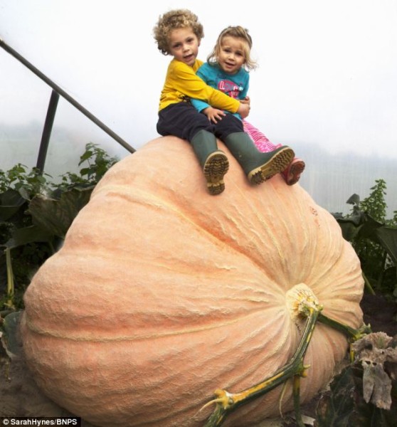 Najveća bundeva u Velikoj Britaniji teška 680kg