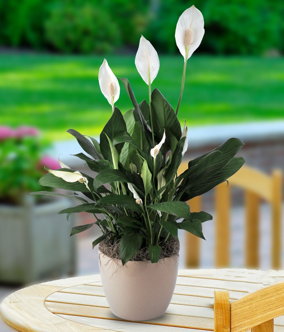 Savjeti za uspješan uzgoj Spatifiluma (Spathiphyllum) | Uredite Dom