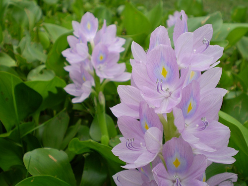 Deosai, Pakistan