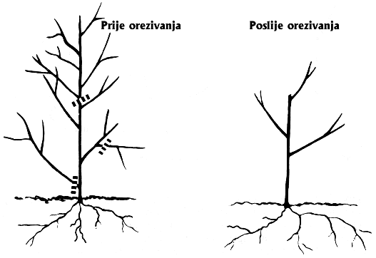 Orezivanje drveća